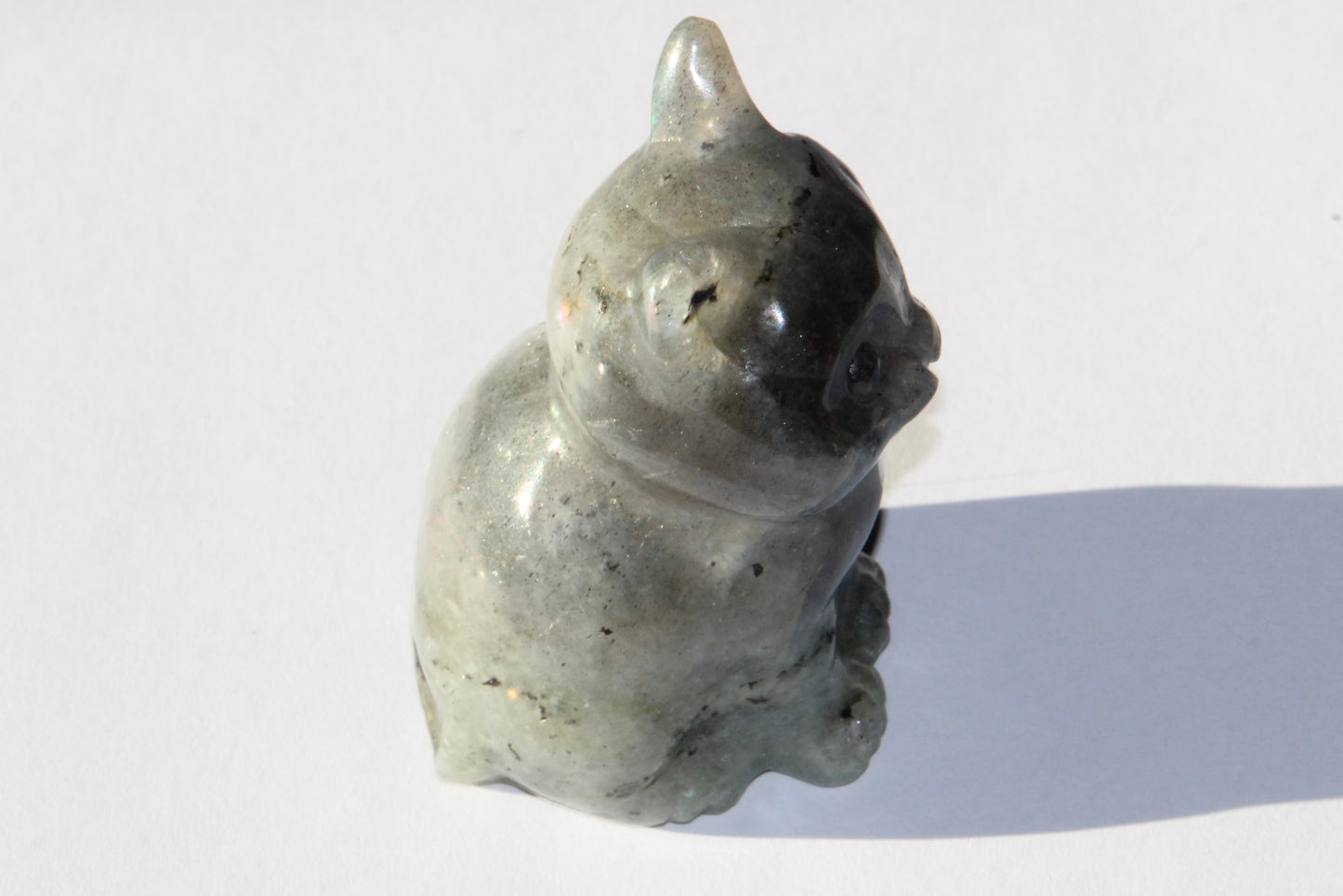Chat en Labradorite