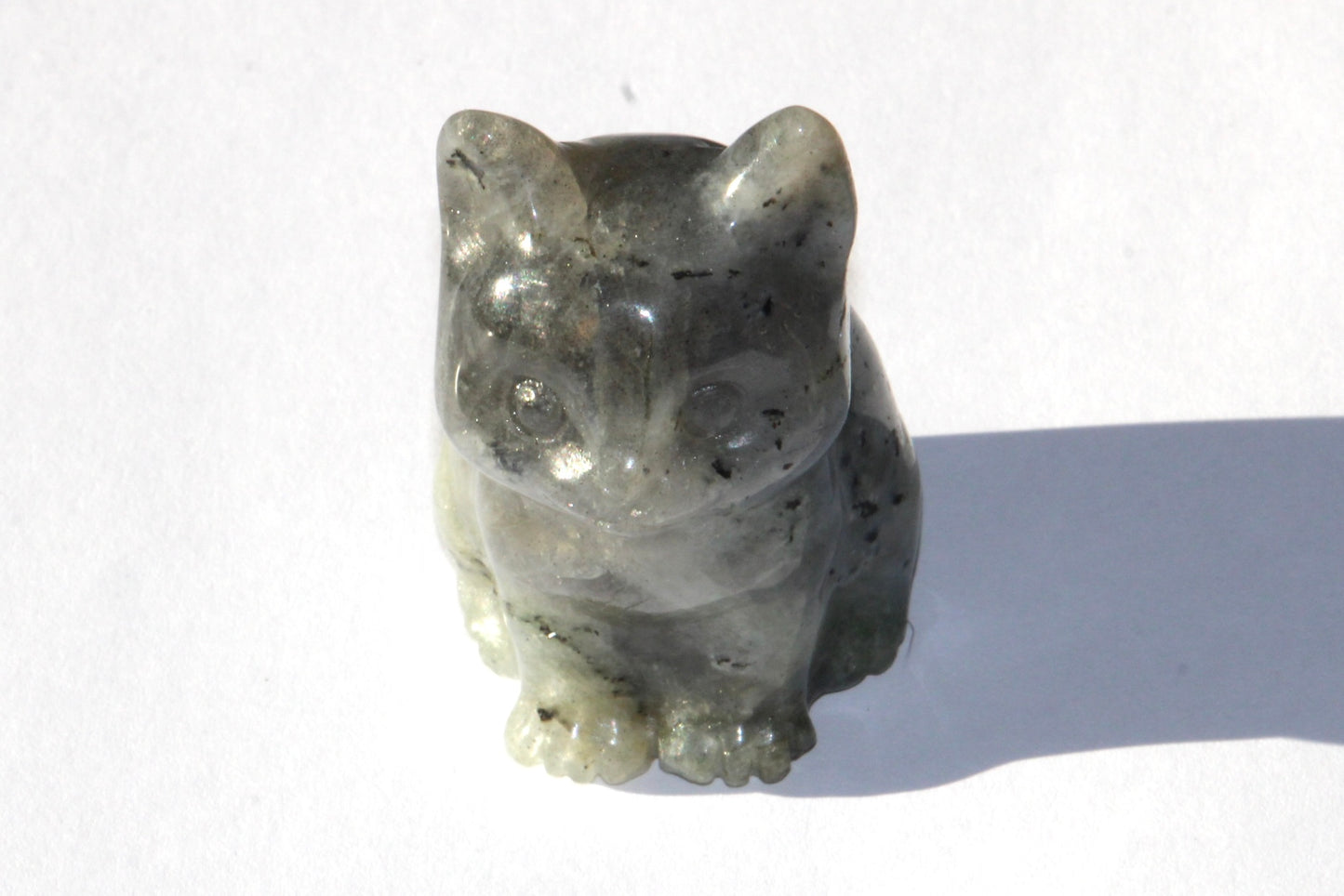 Chat en Labradorite