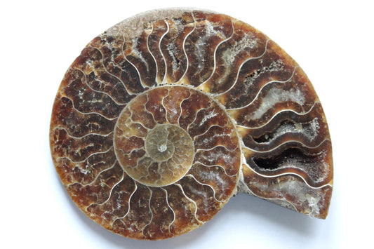 Ammonite