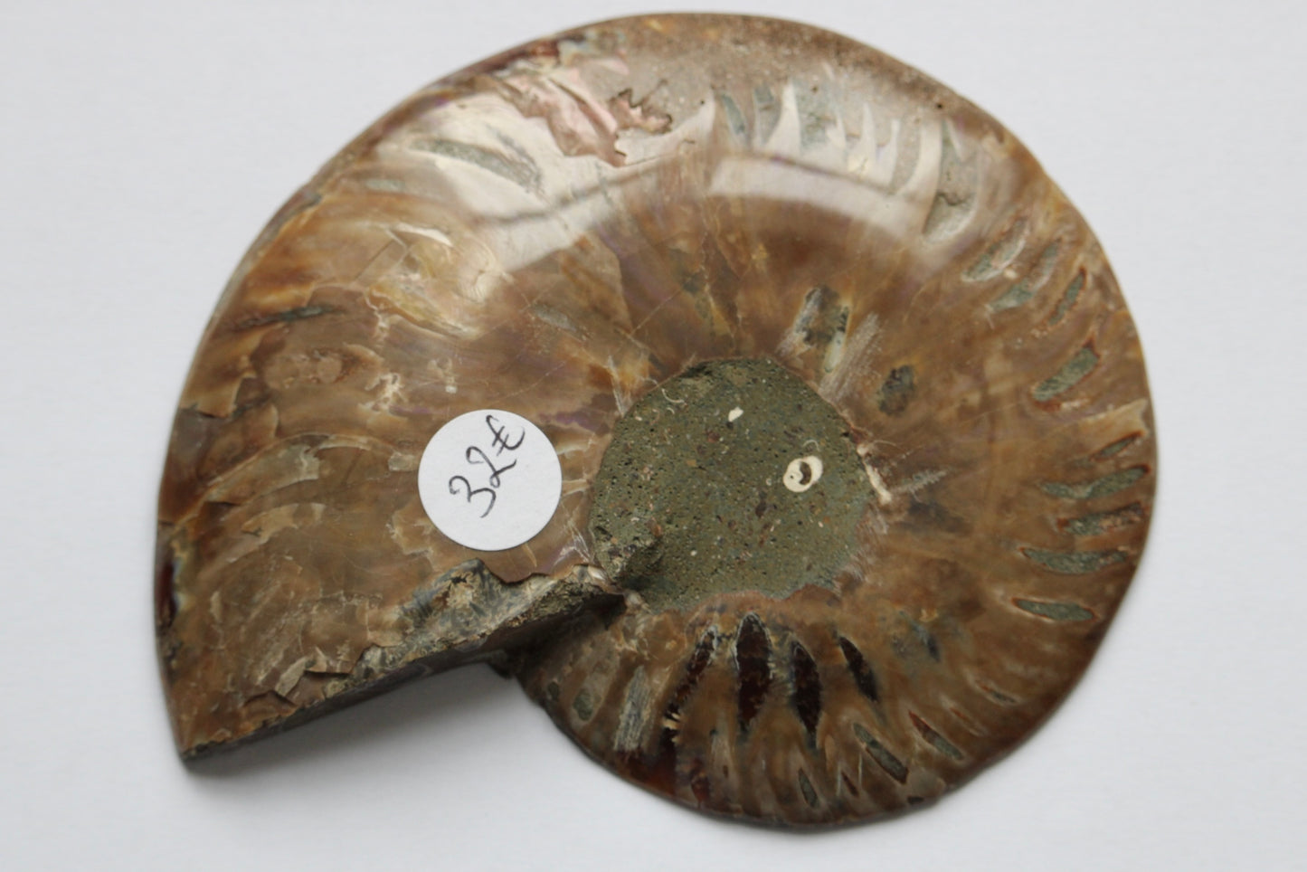 Ammonite