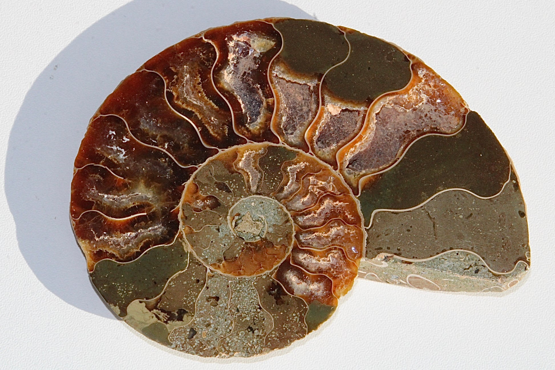 Ammonite