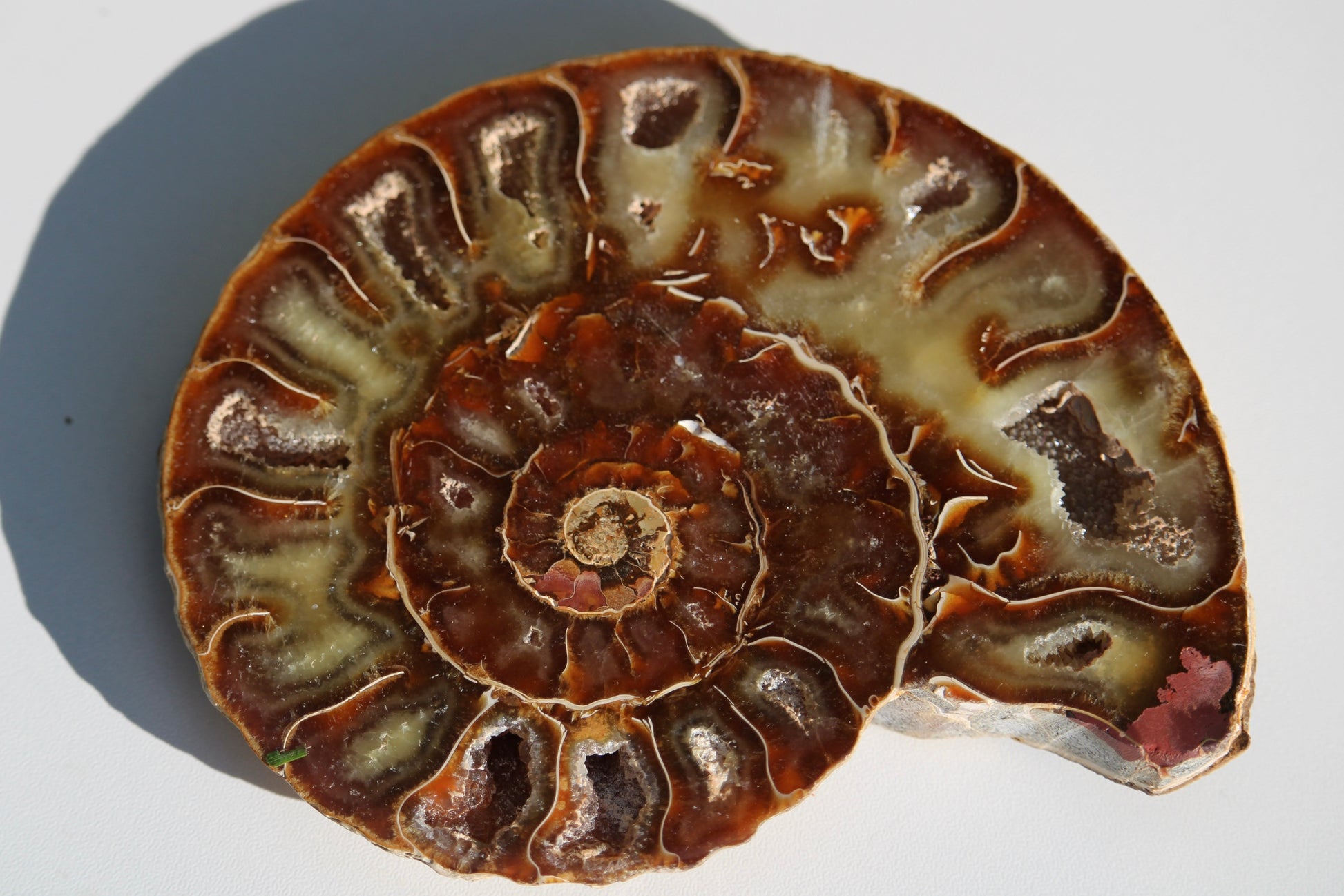 Ammonite