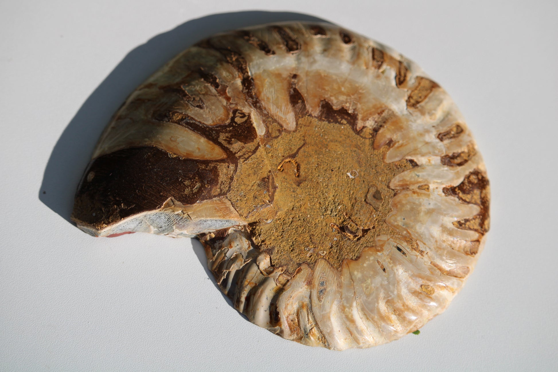 Ammonite