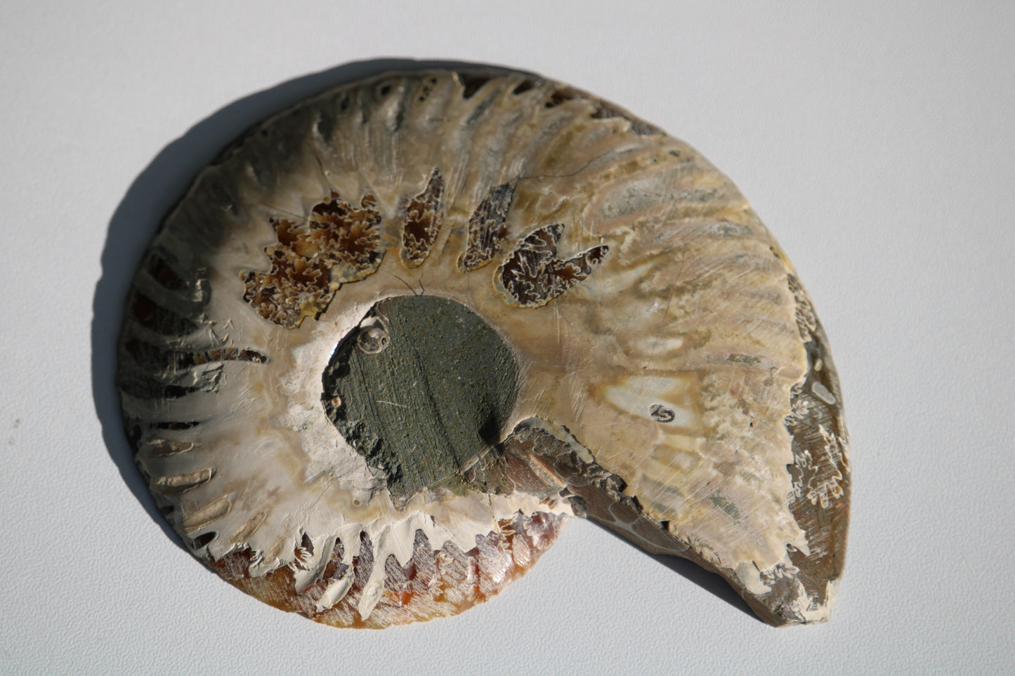 Ammonite