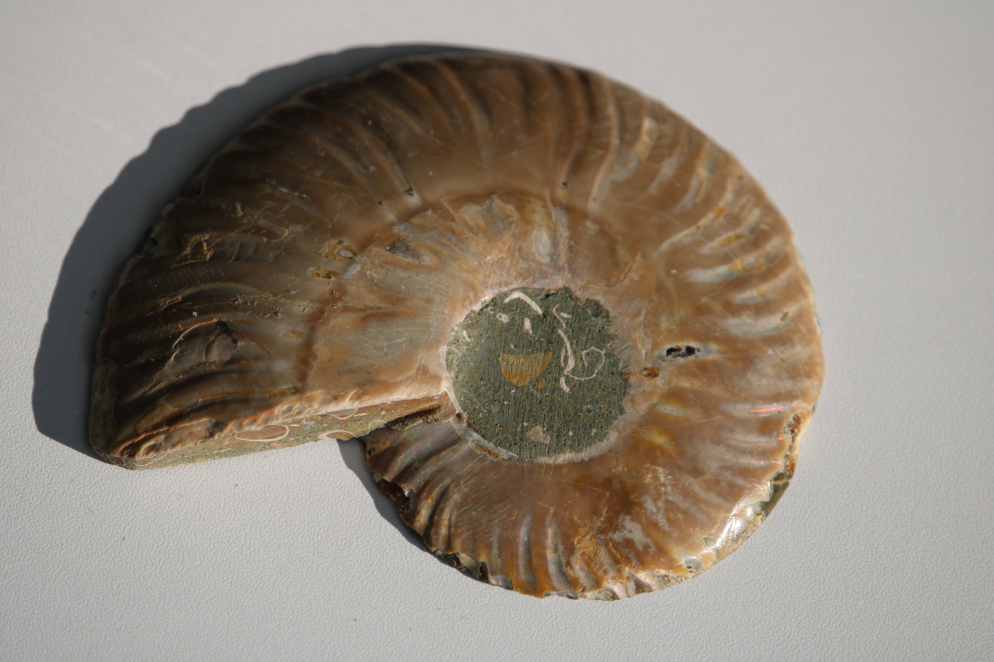 Ammonite